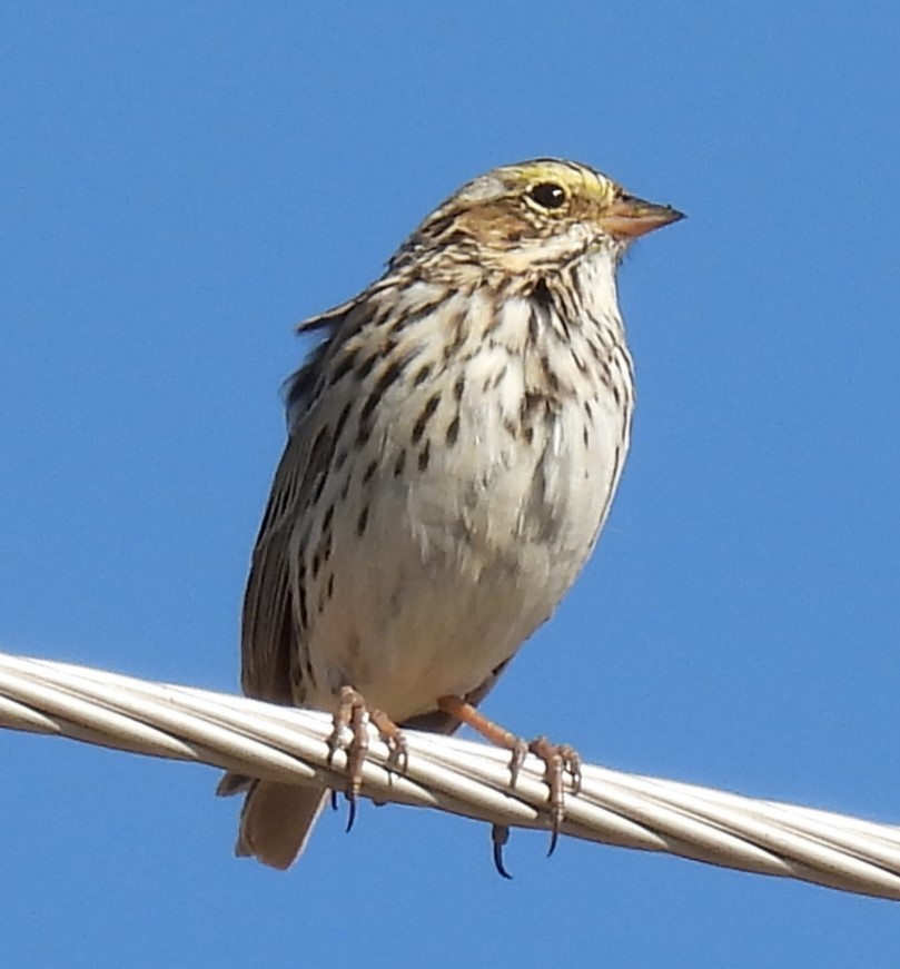 Savannah Sparrow - ML616572812