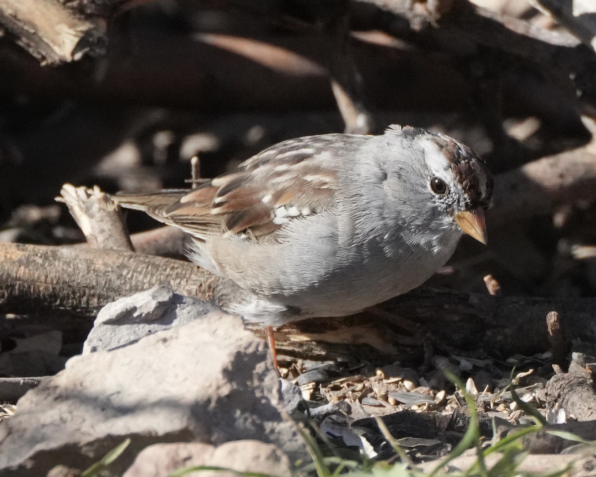 White-crowned Sparrow - Charlene Fan