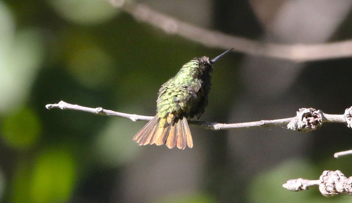 kolibřík magdalenský - ML616572852