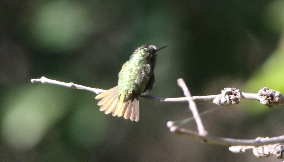 kolibřík magdalenský - ML616572853