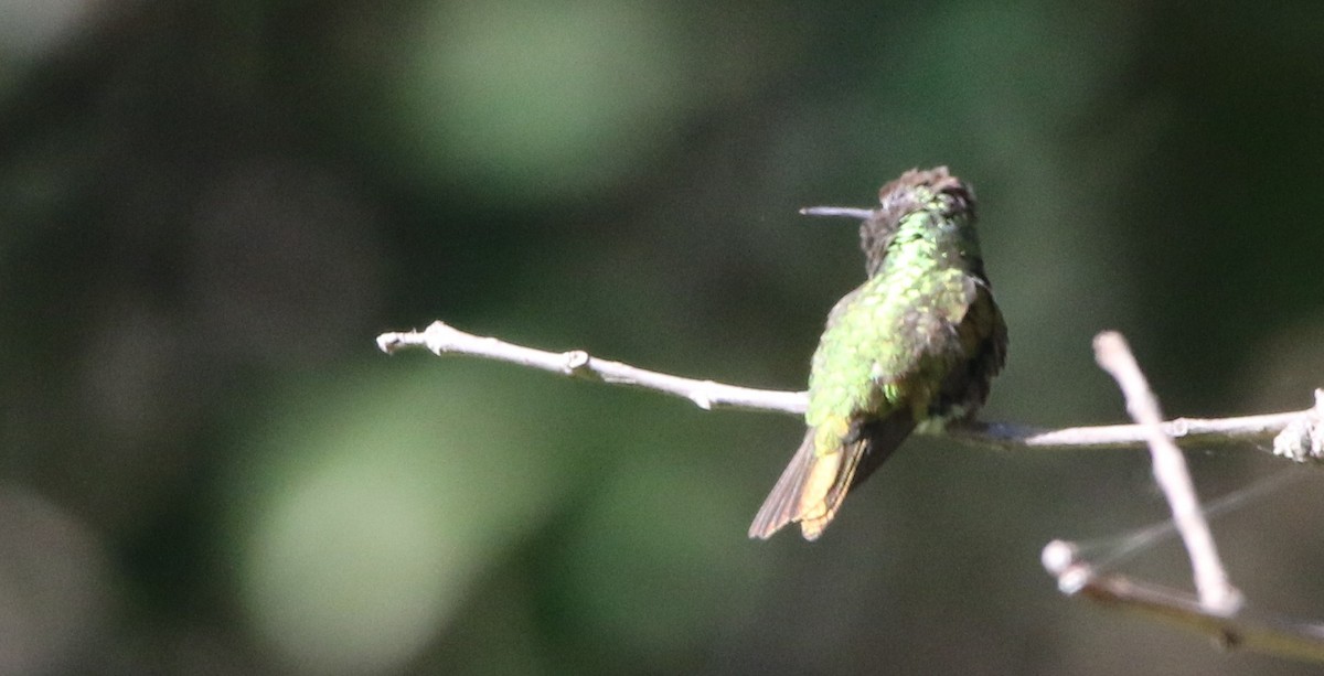 kolibřík magdalenský - ML616572854