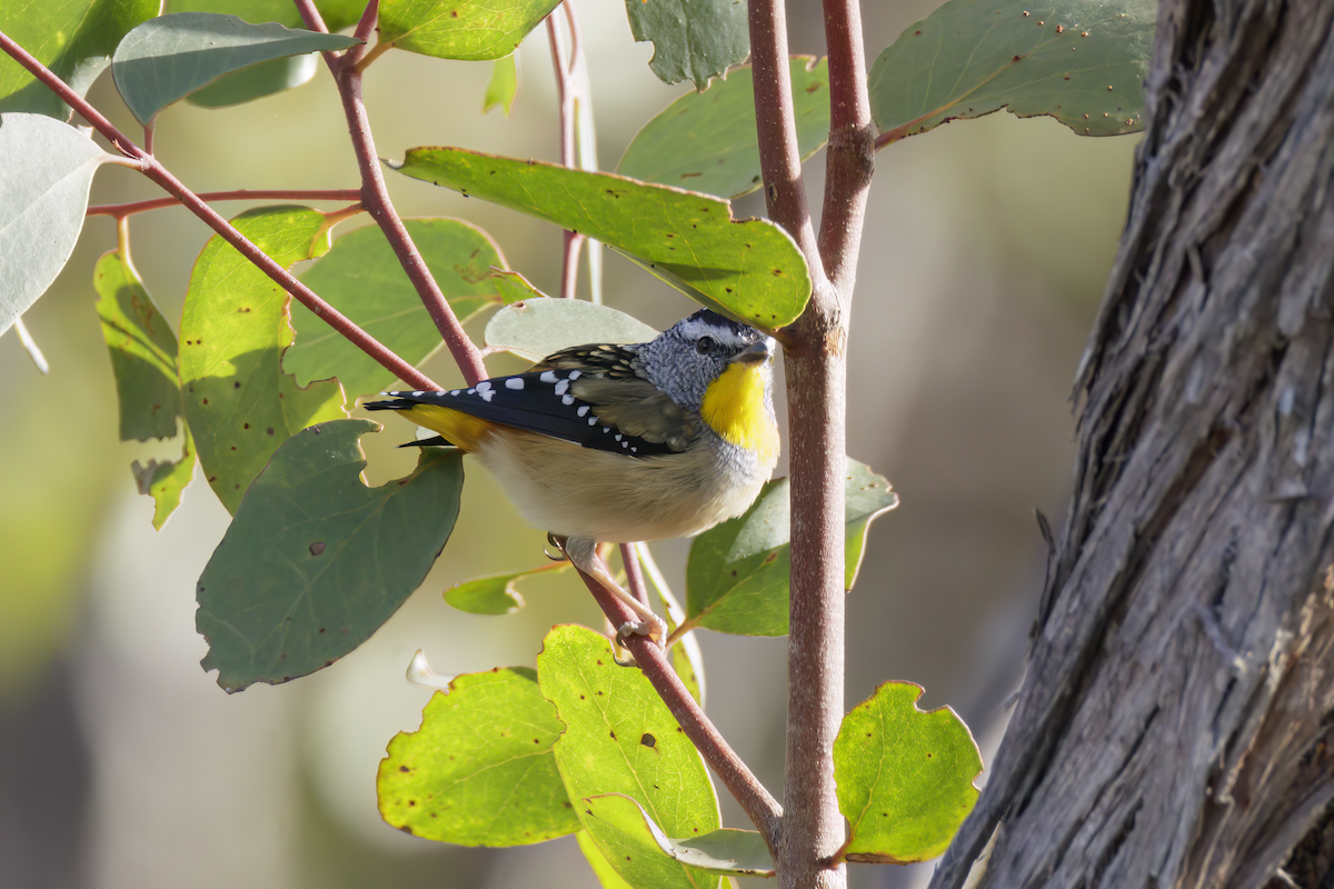 Spotted Pardalote - ML616572862