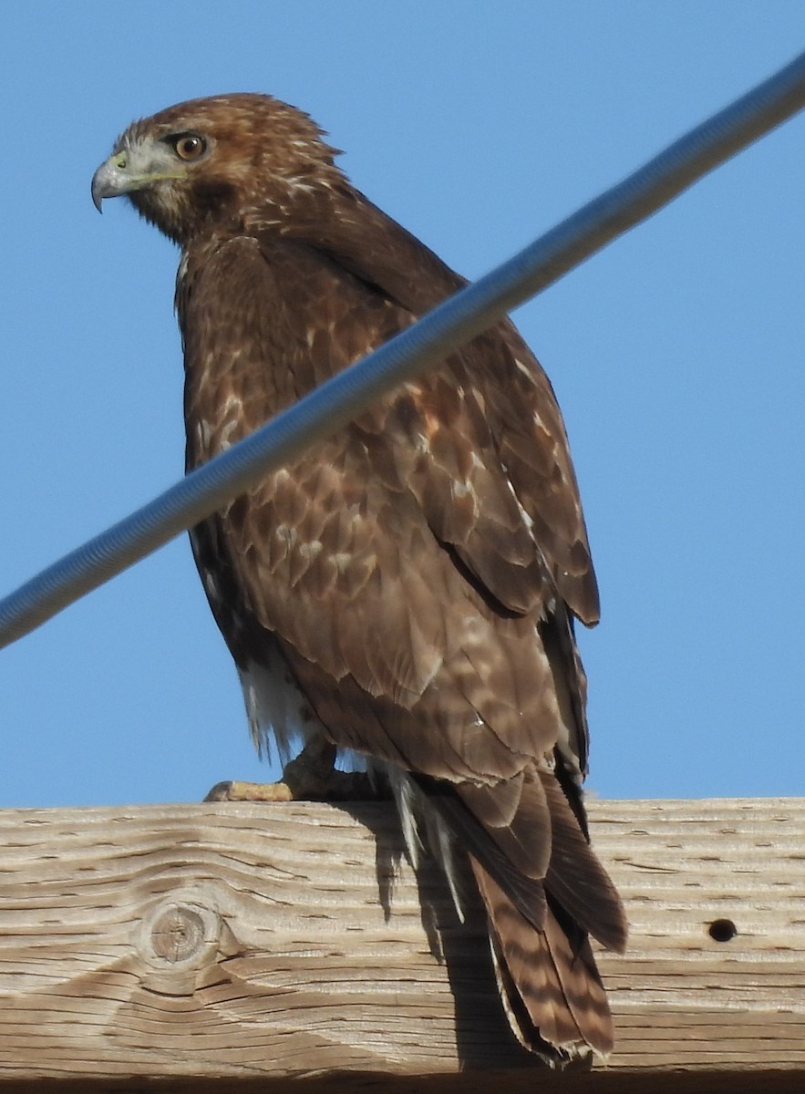 Red-tailed Hawk - ML616573047