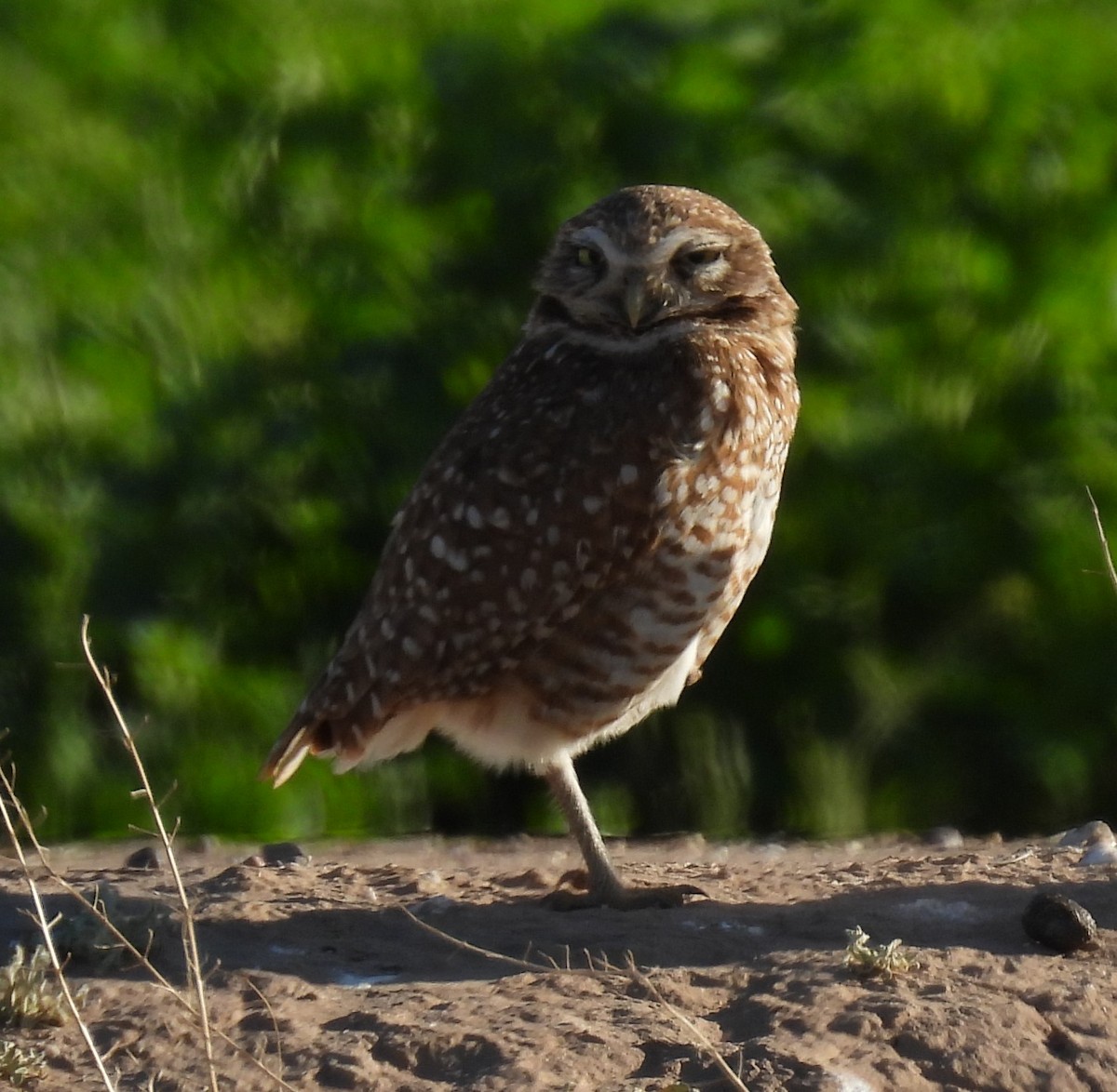 Burrowing Owl - ML616573052