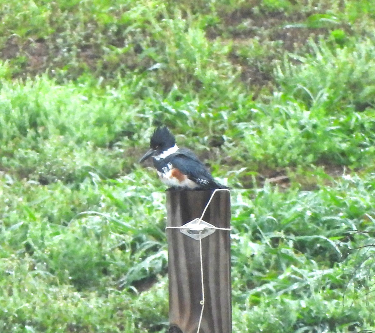 Belted Kingfisher - ML616573078