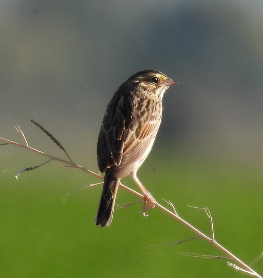 Savannah Sparrow - ML616573093