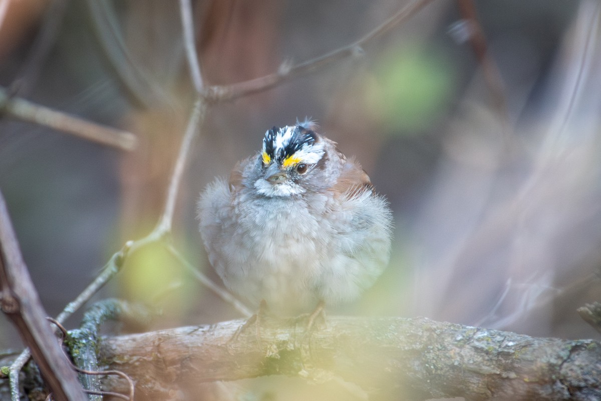 White-throated Sparrow - Yixiao Liu