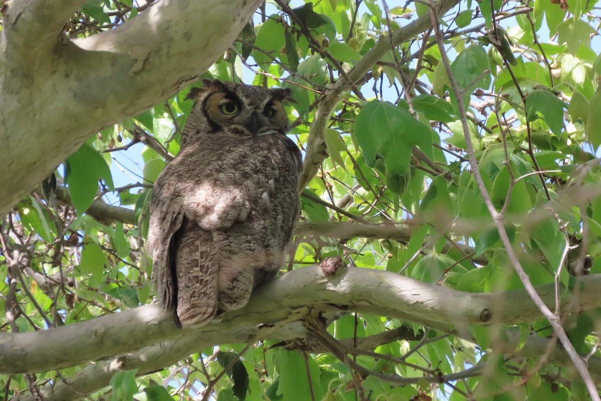 Great Horned Owl - ML616573169