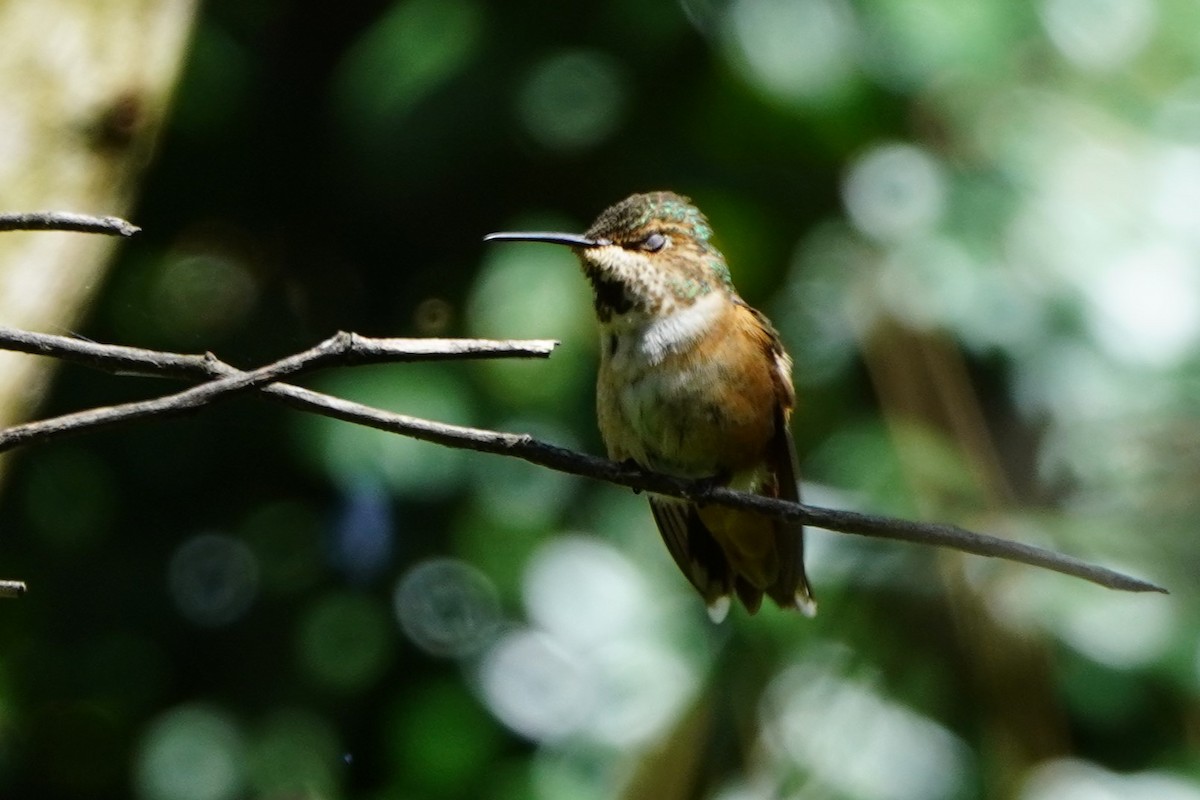Allen's Hummingbird - Dawn Hovey