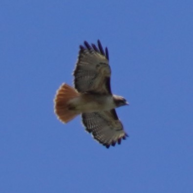 Red-tailed Hawk - Dawn Hovey