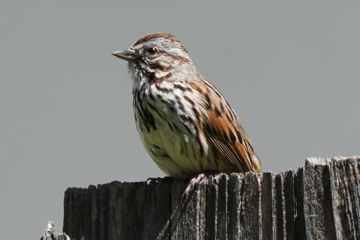 Song Sparrow - Dawn Hovey