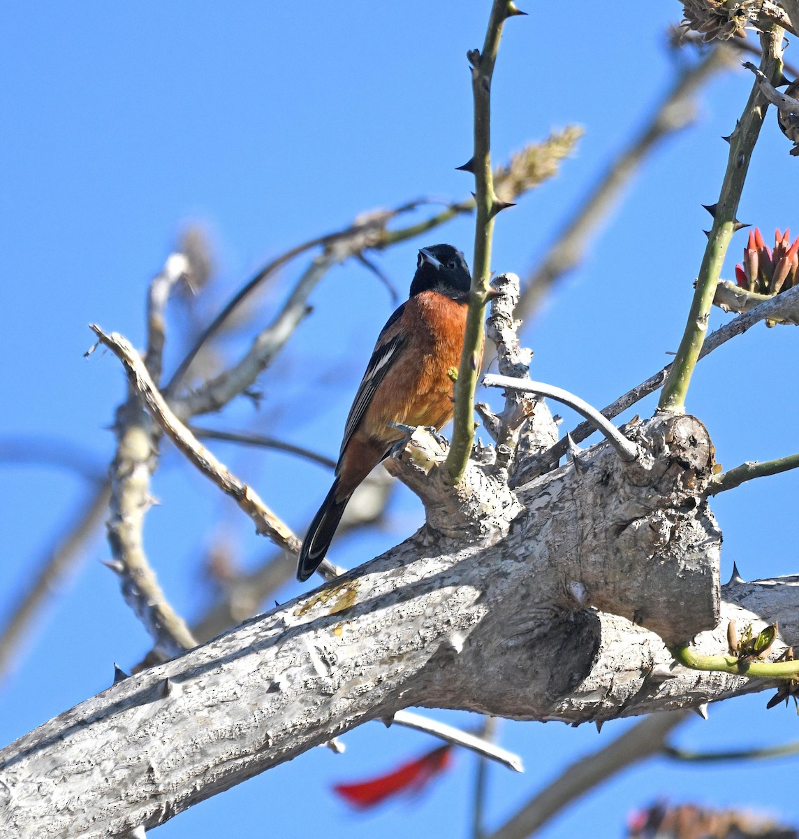 Orchard Oriole - ML616573292