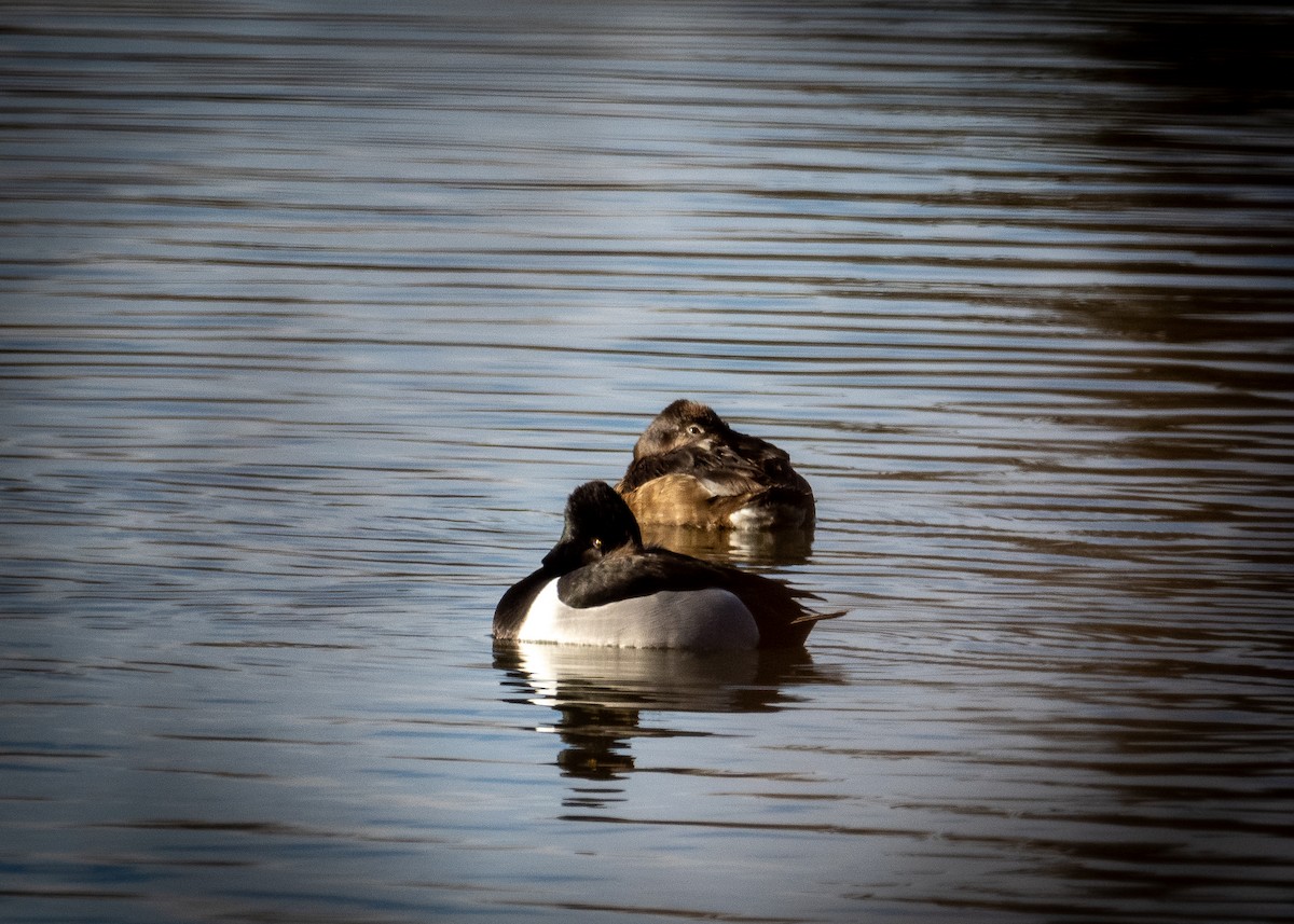 Ring-necked Duck - ML616573306