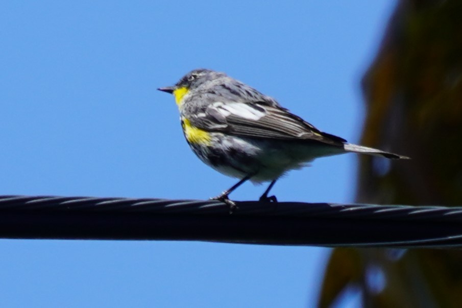 Yellow-rumped Warbler - Dawn Hovey