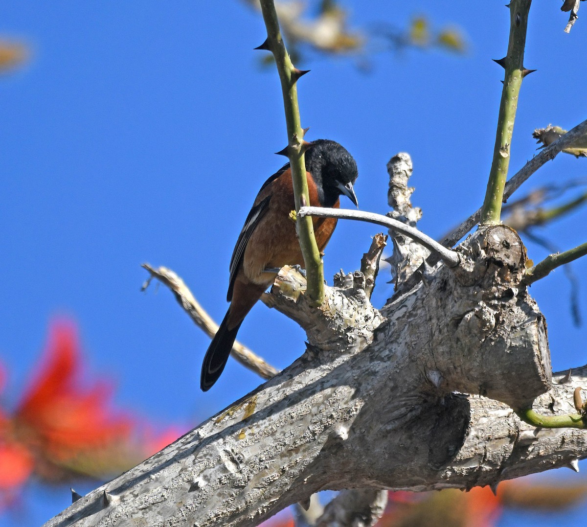 Orchard Oriole - ML616573316