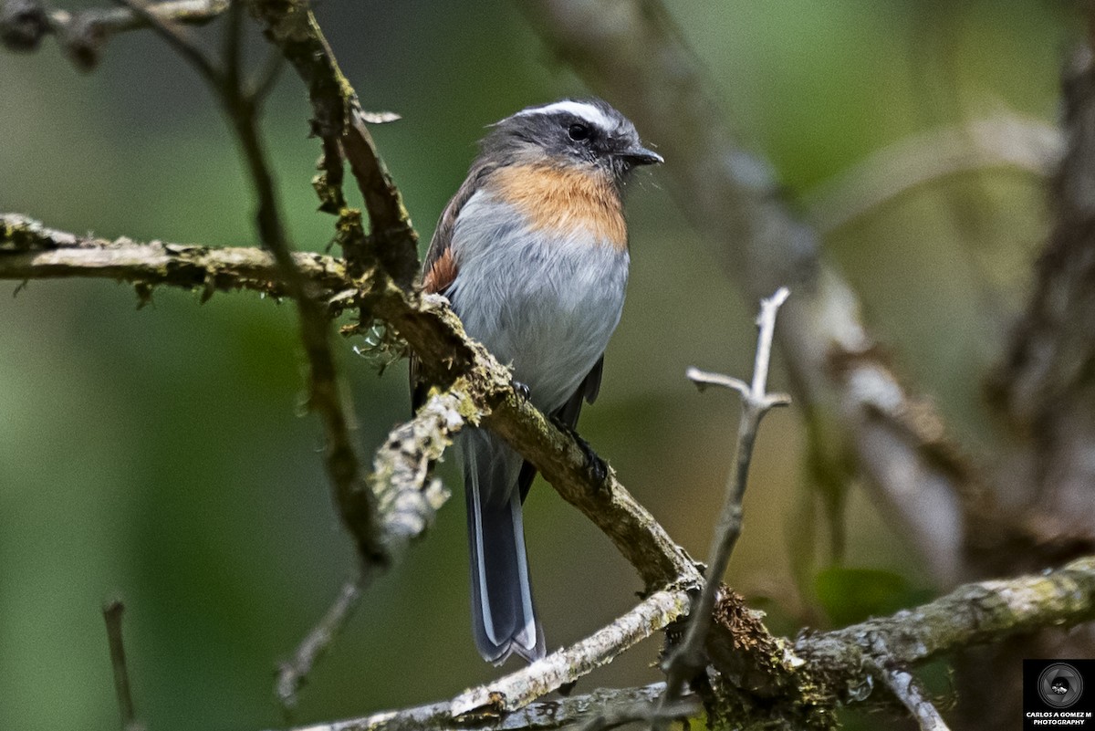 Rufous-breasted Chat-Tyrant - ML616573412