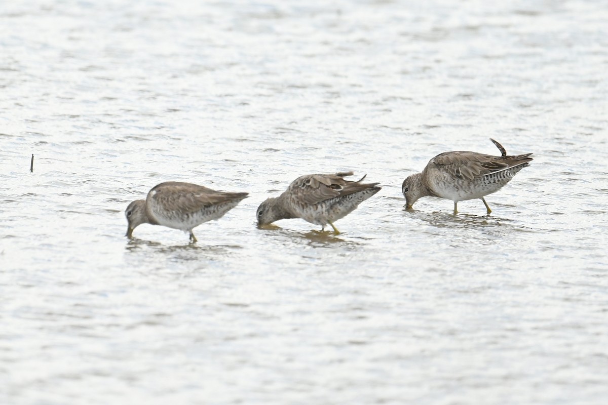 Long-billed Dowitcher - ML616573417