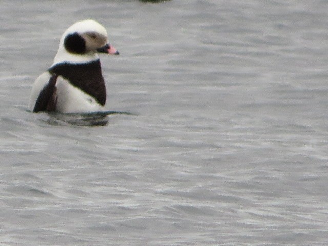 Long-tailed Duck - ML616573434