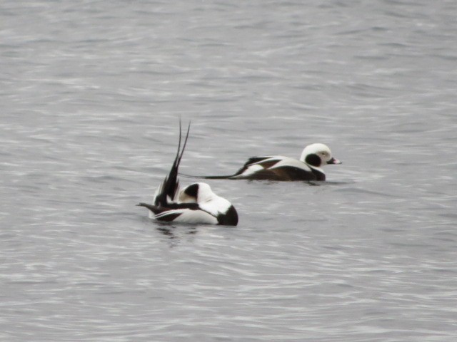 Long-tailed Duck - ML616573435