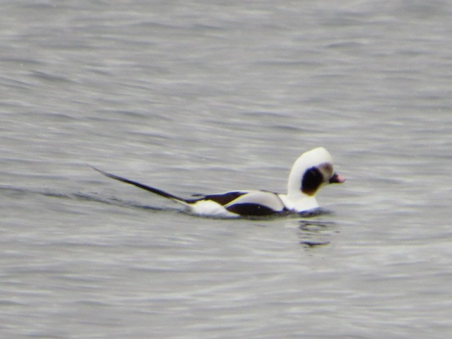 Long-tailed Duck - ML616573436