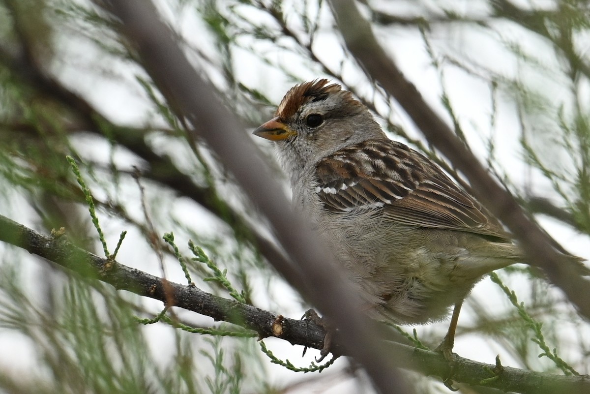 White-crowned Sparrow - ML616573437