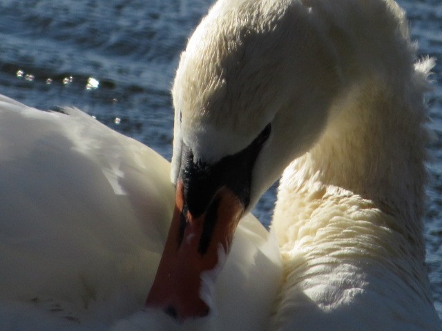 Mute Swan - Tam Edgerton