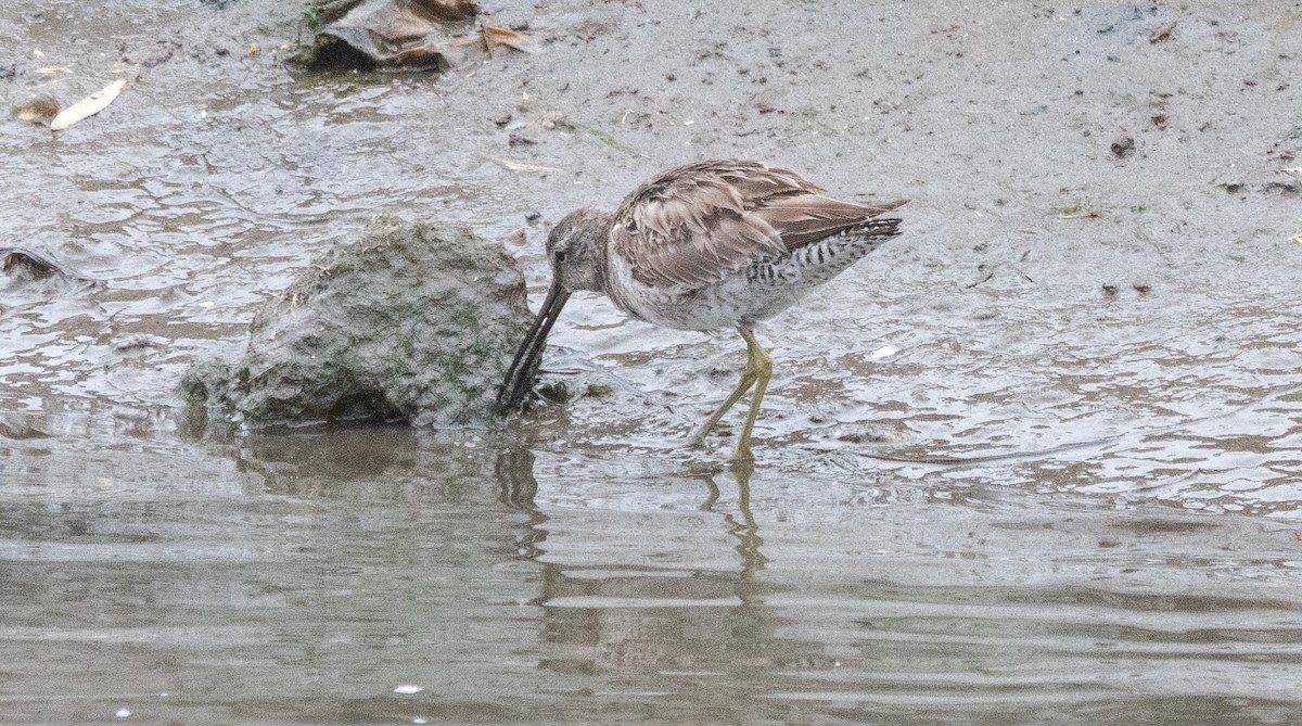 Long-billed Dowitcher - ML616573509