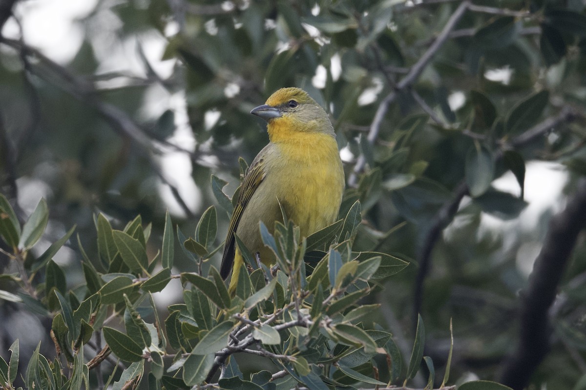 Hepatic Tanager (Northern) - ML616573543