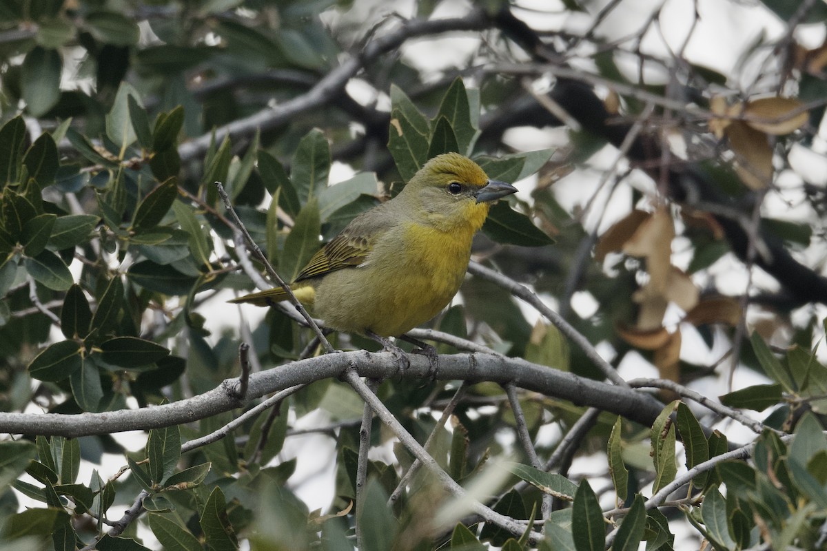 Hepatic Tanager (Northern) - ML616573544