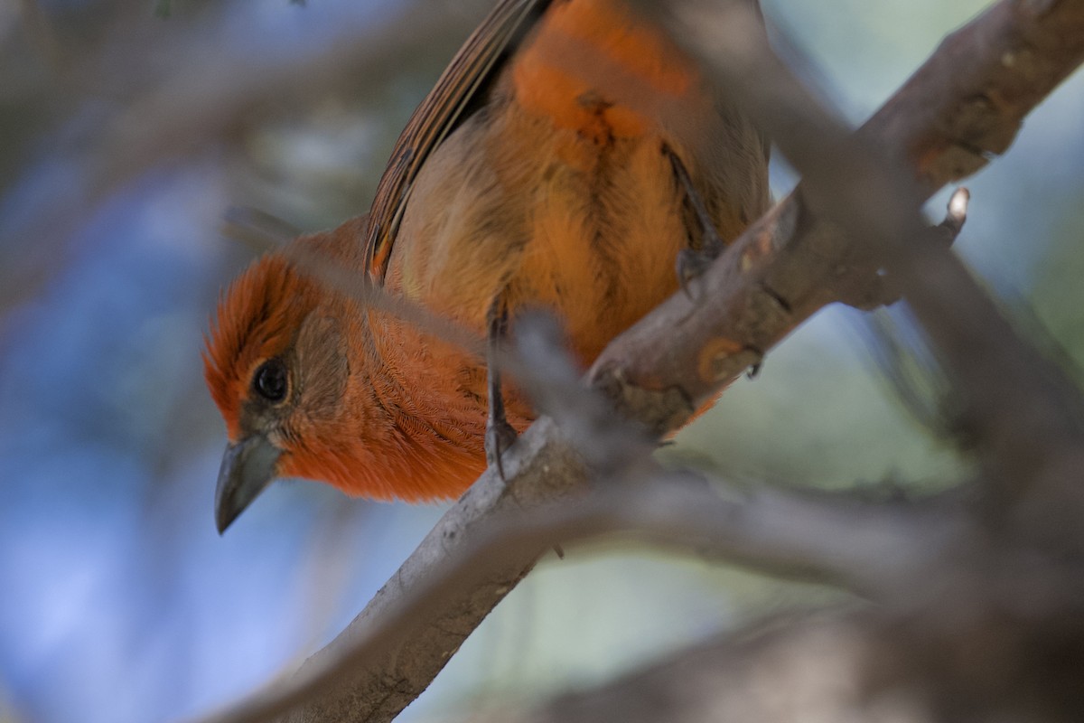 Hepatic Tanager (Northern) - ML616573550