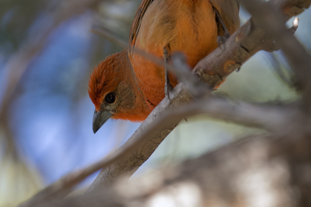 Hepatic Tanager (Northern) - ML616573551