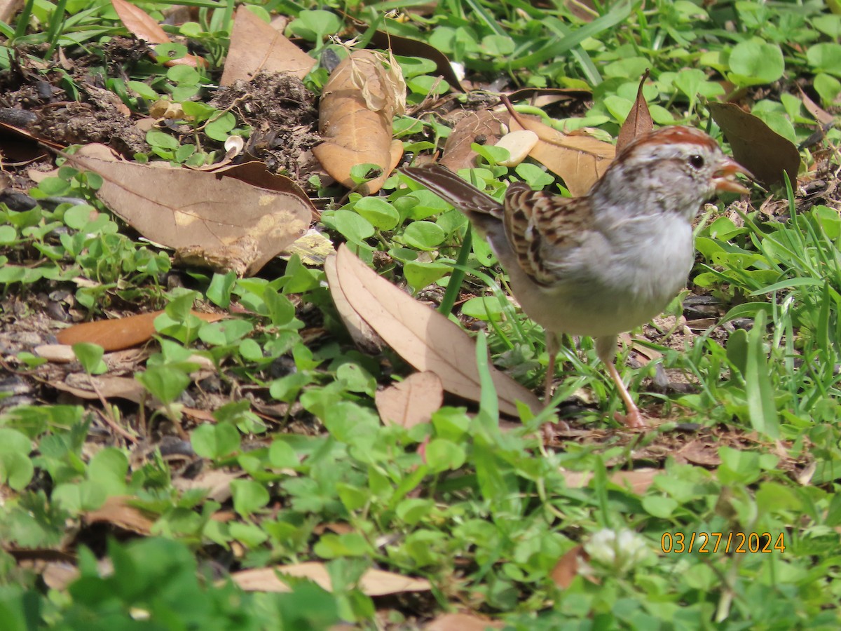 Chipping Sparrow - ML616573604