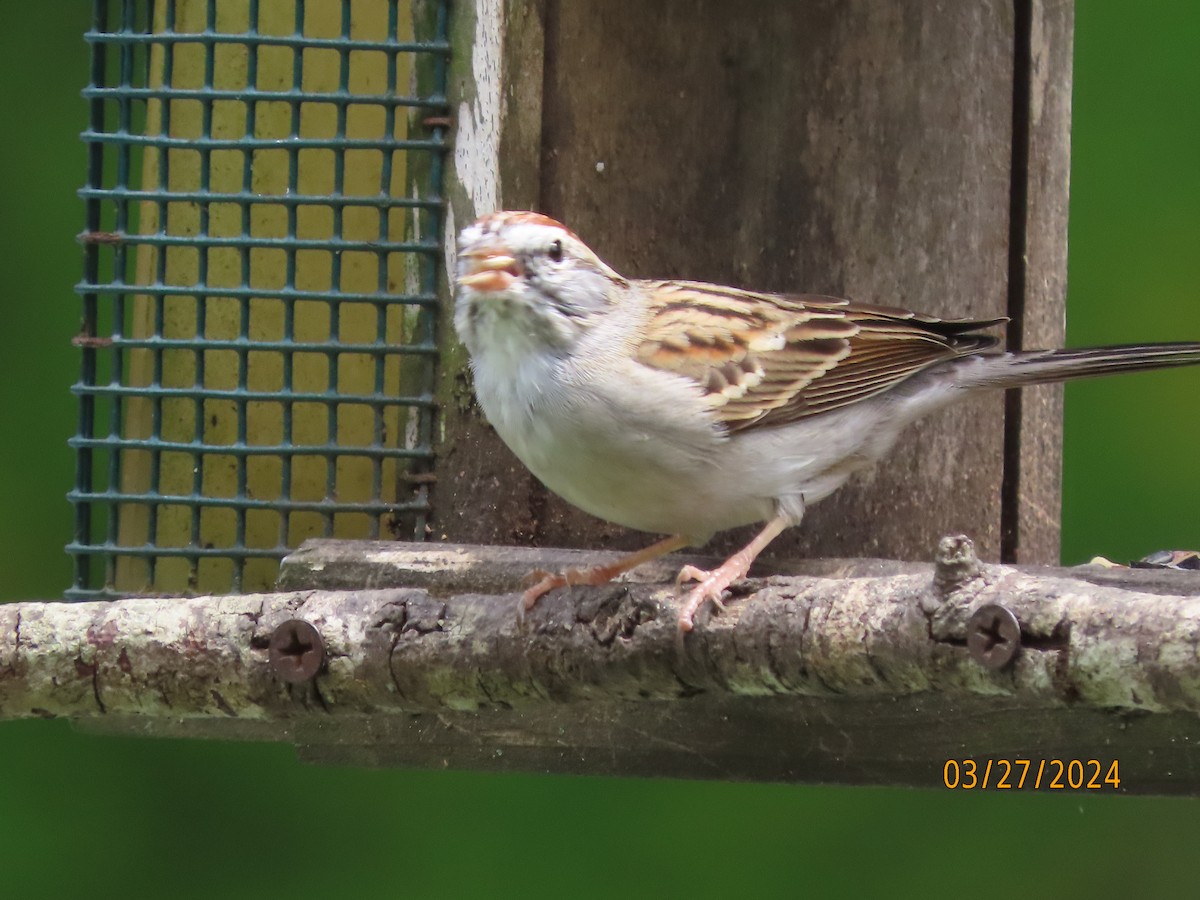 Chipping Sparrow - ML616573606