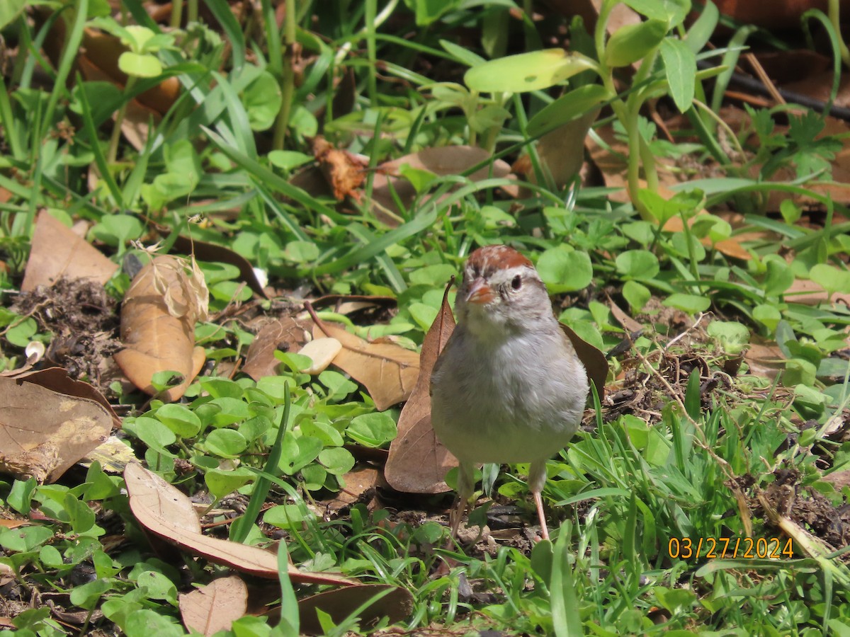 Chipping Sparrow - ML616573607