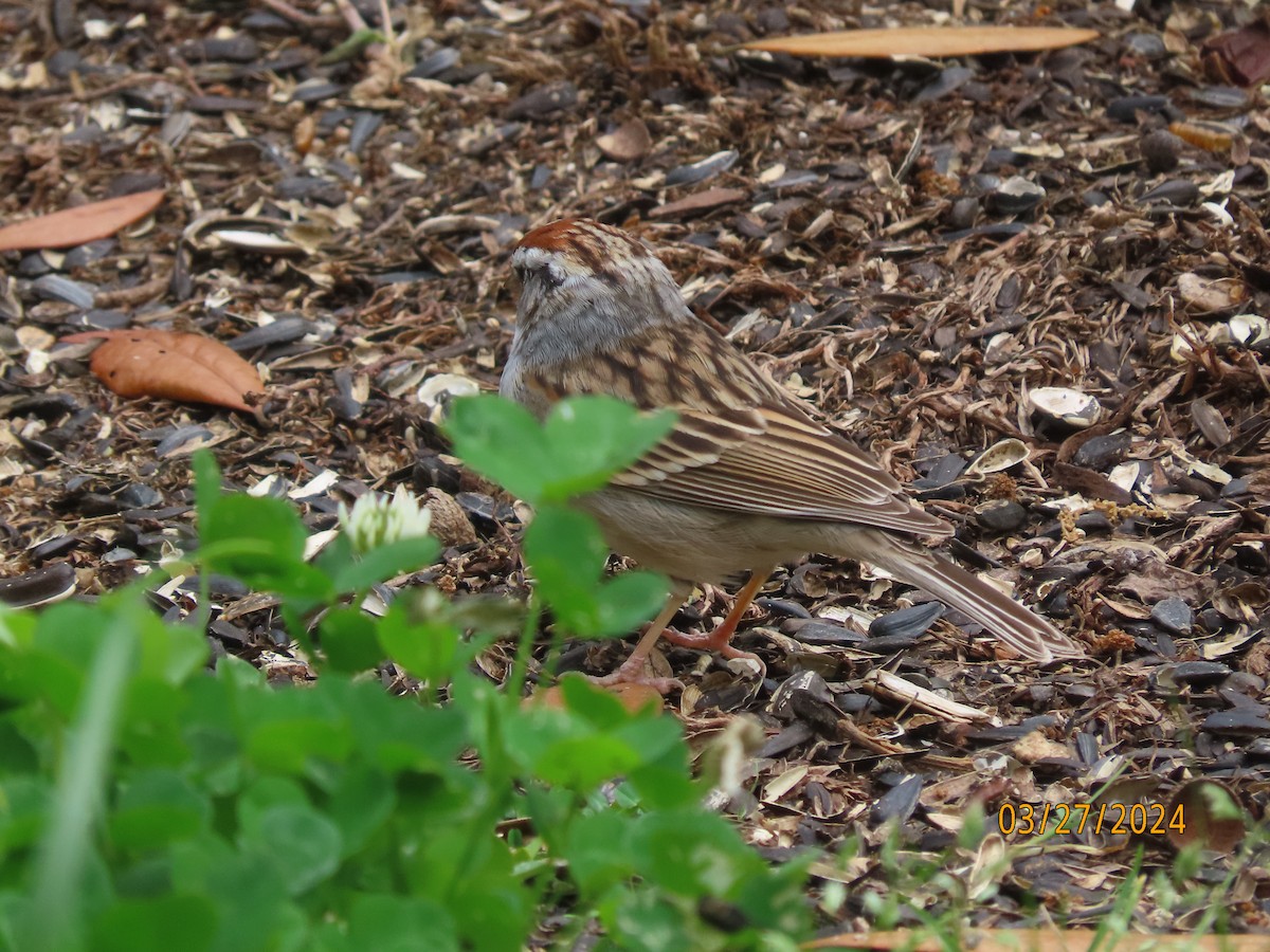 Chipping Sparrow - Susan Leake
