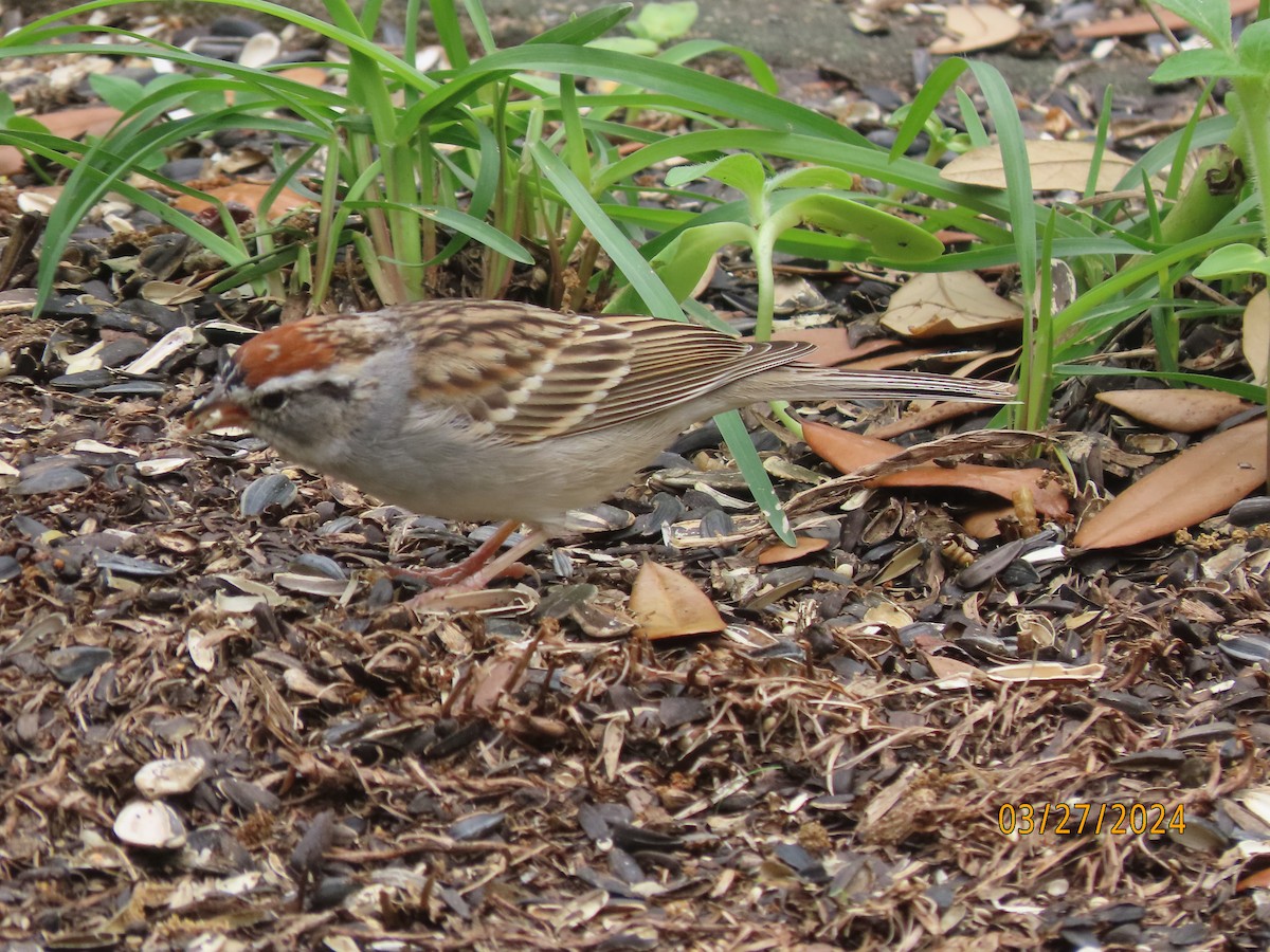 Chipping Sparrow - ML616573609