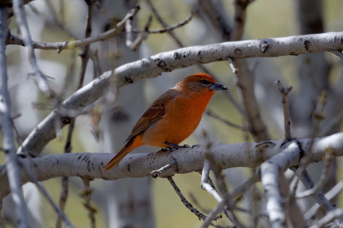 Hepatic Tanager (Northern) - ML616573614