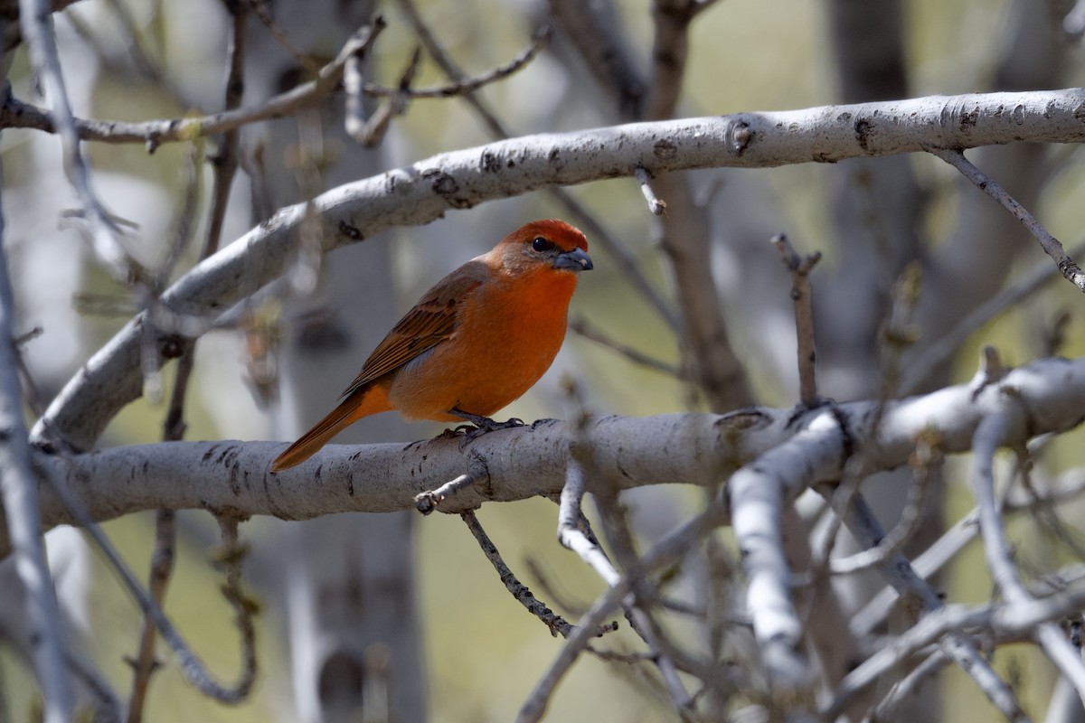 Hepatic Tanager (Northern) - ML616573615