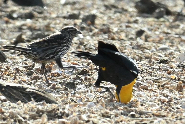 Yellow-headed Blackbird - ML616573652