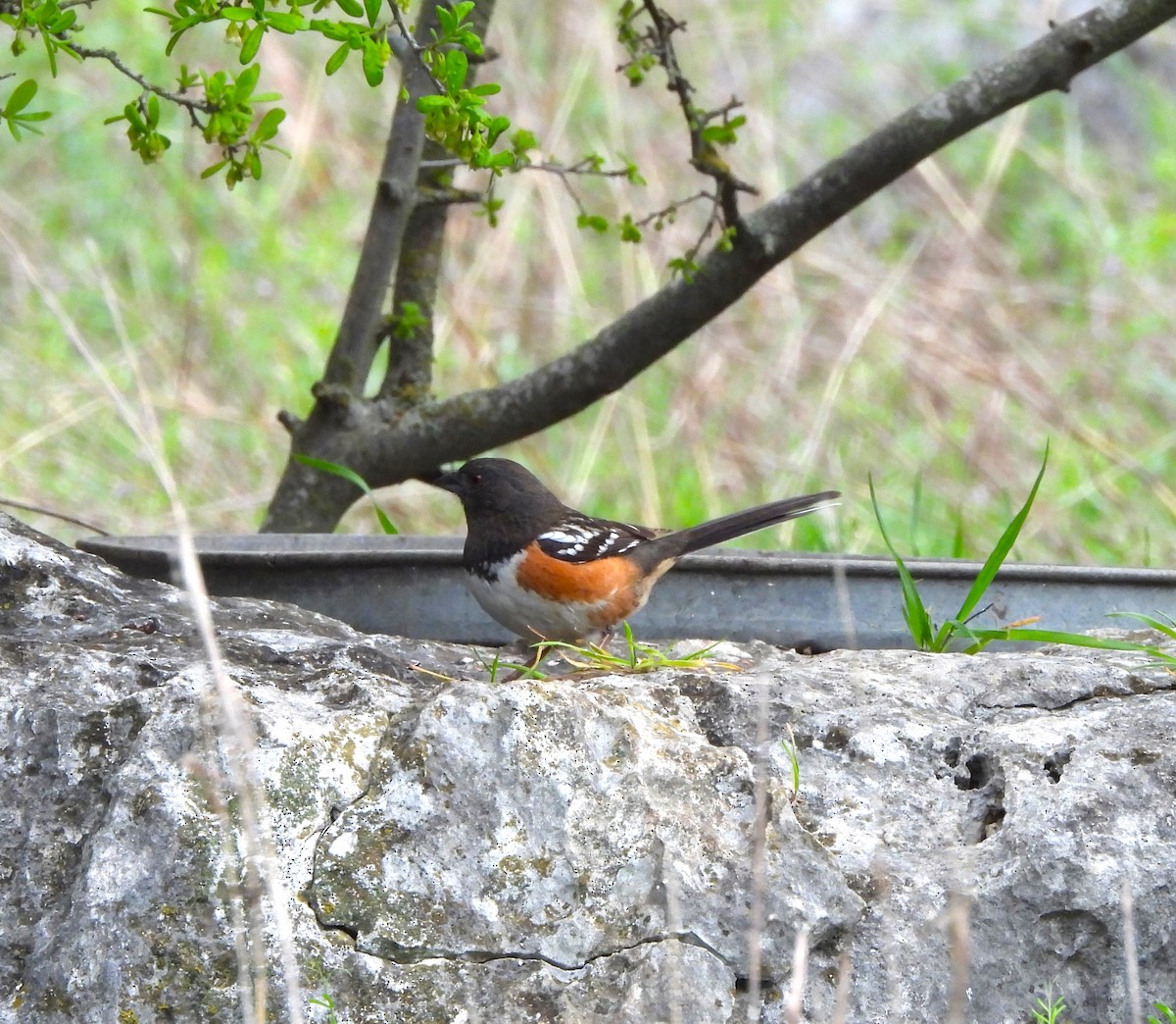 Spotted Towhee - ML616573822