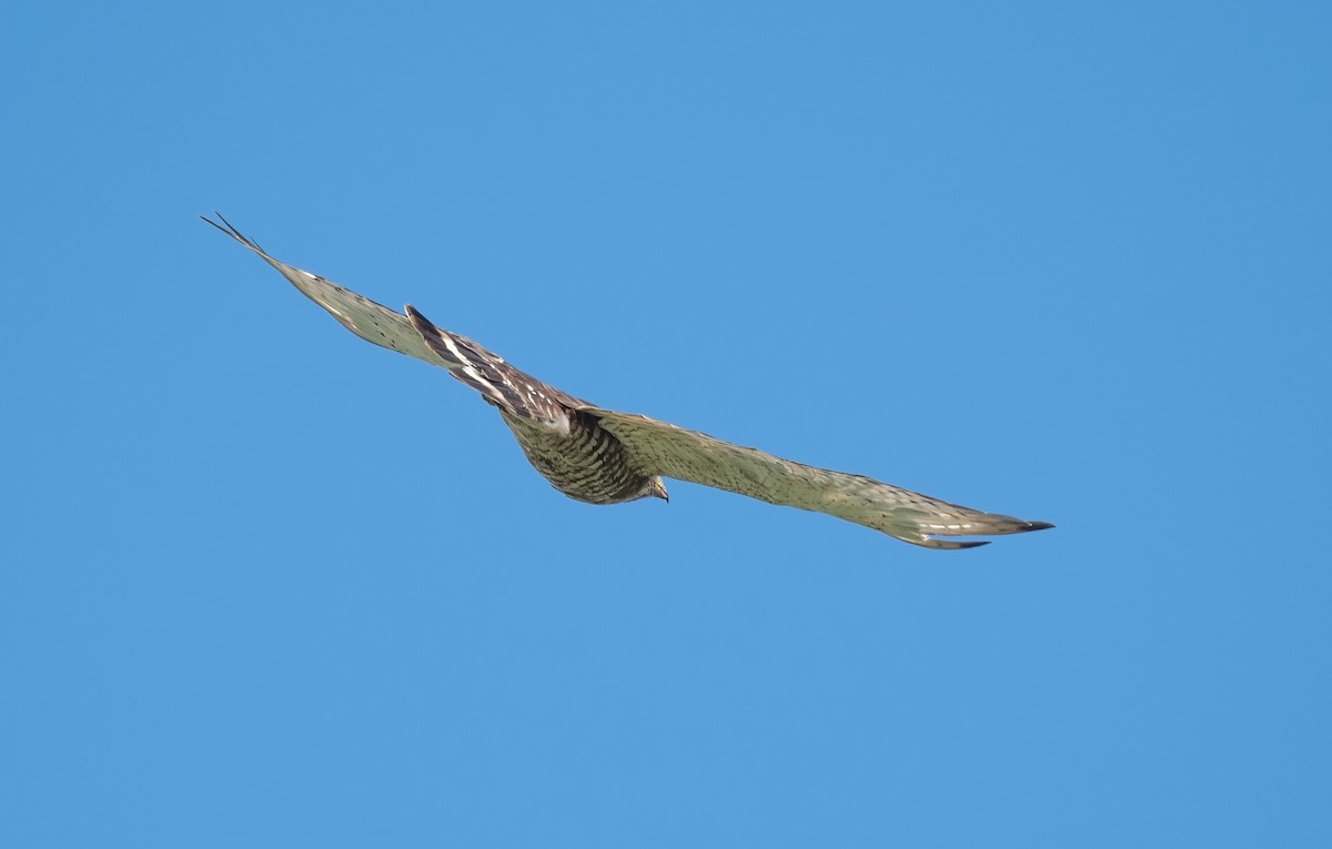 Broad-winged Hawk - Sandy Podulka
