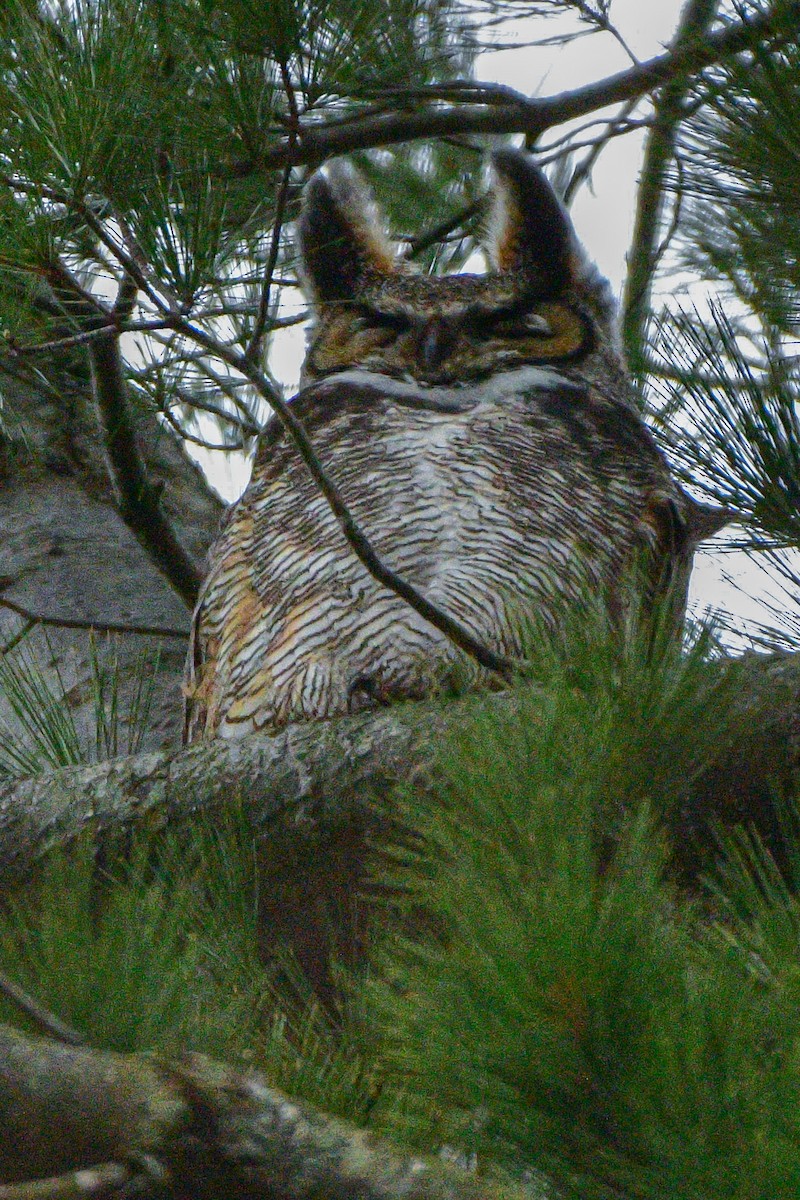 Great Horned Owl - ML616573830
