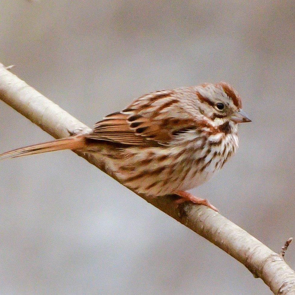 Song Sparrow - Meredith Meyer