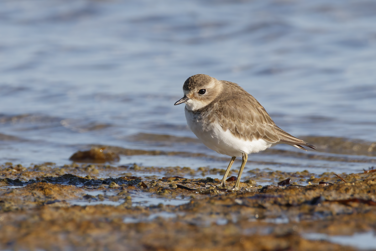 Double-banded Plover - ML616573856