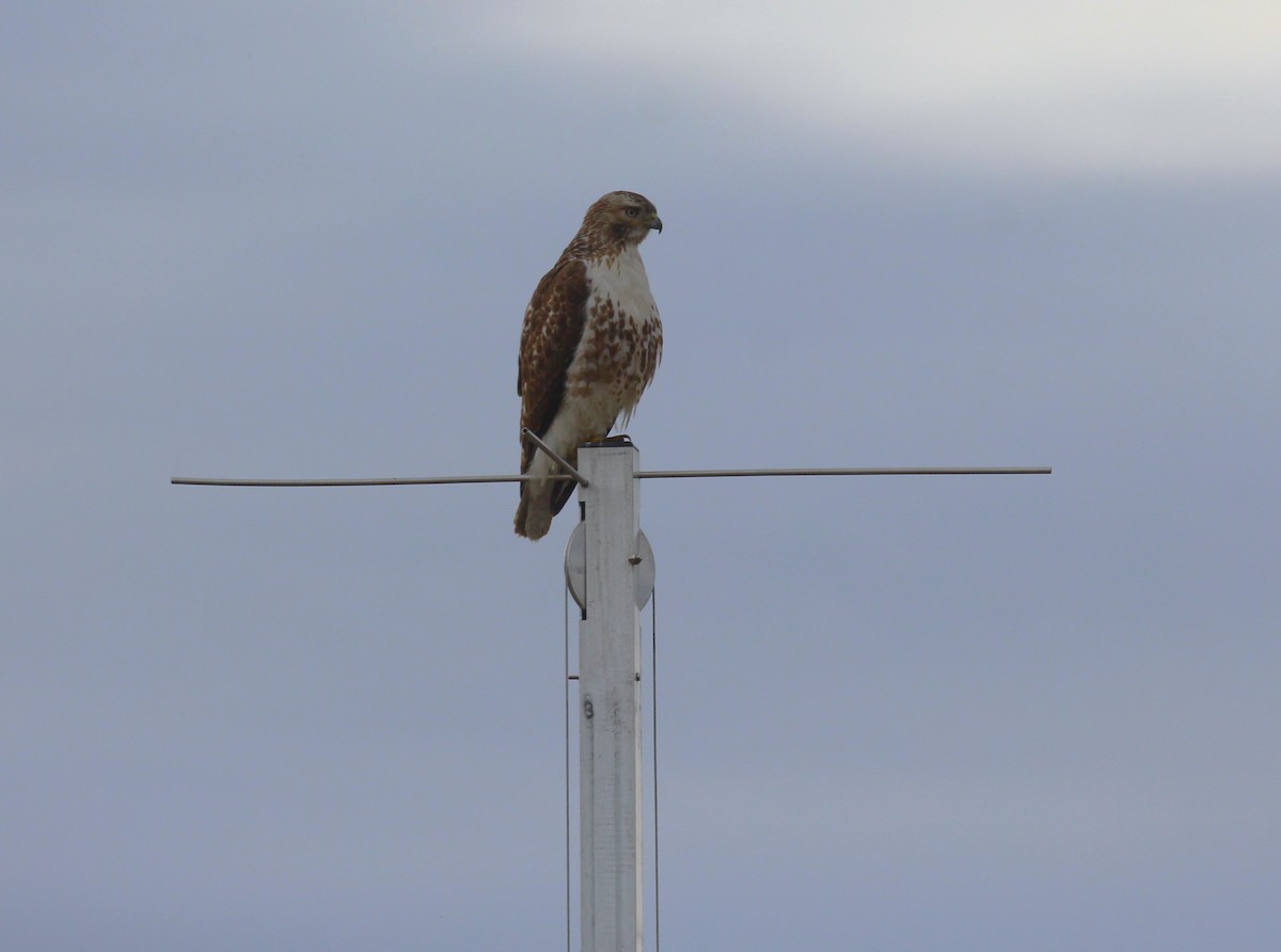 Red-tailed Hawk - ML616573875