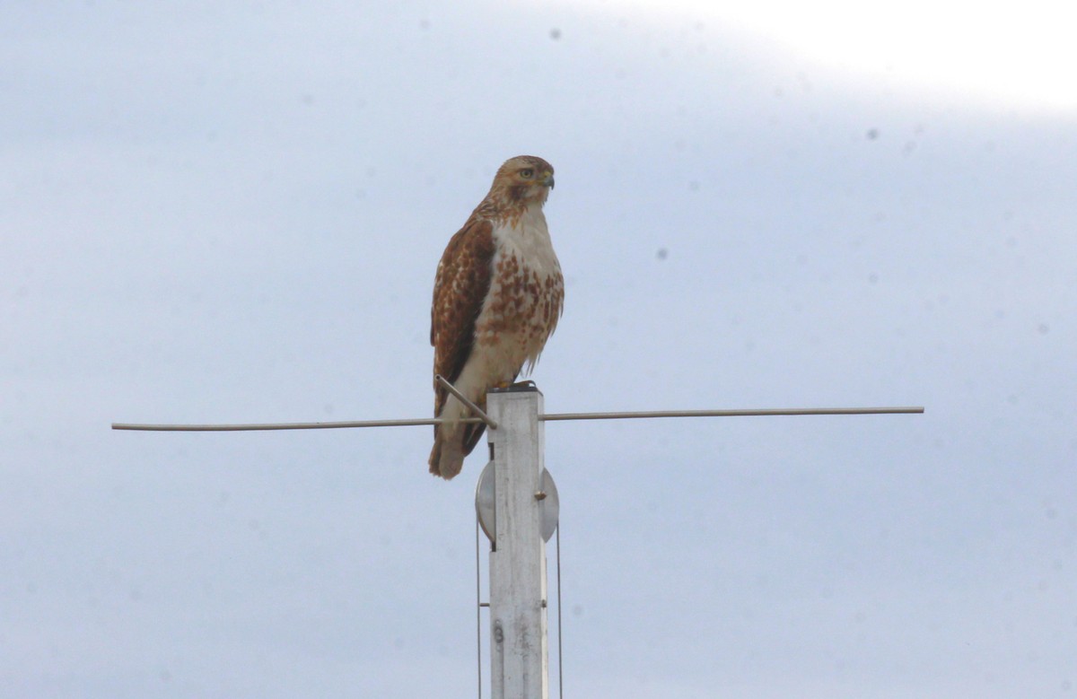 Red-tailed Hawk - ML616573876