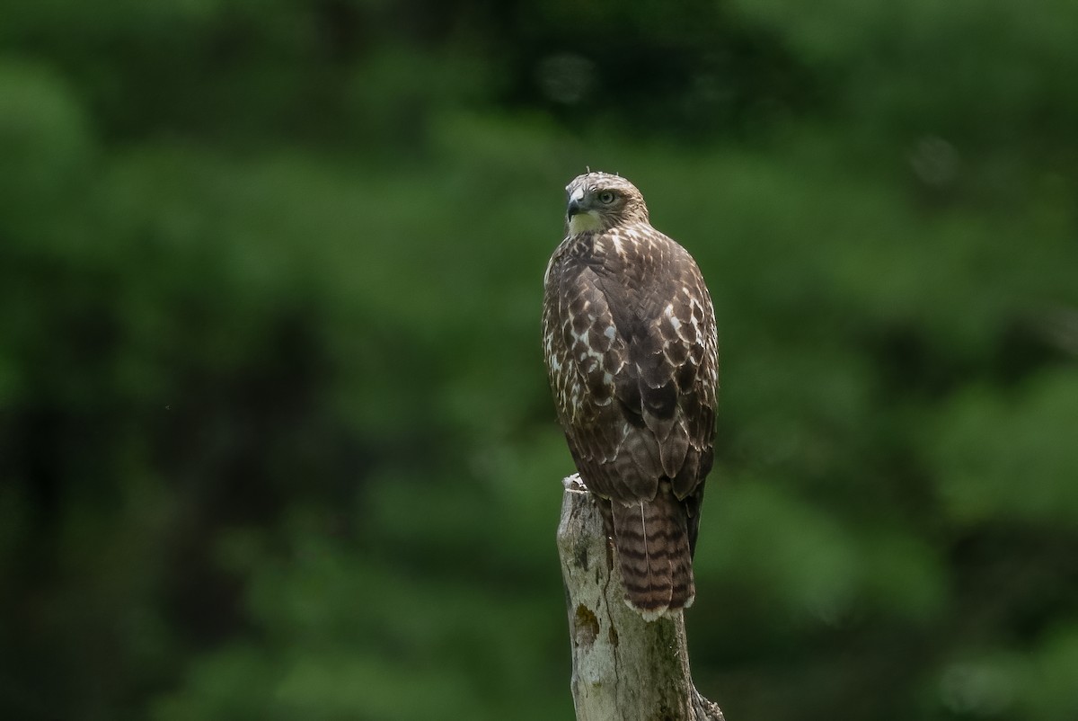Red-tailed Hawk - ML616573999