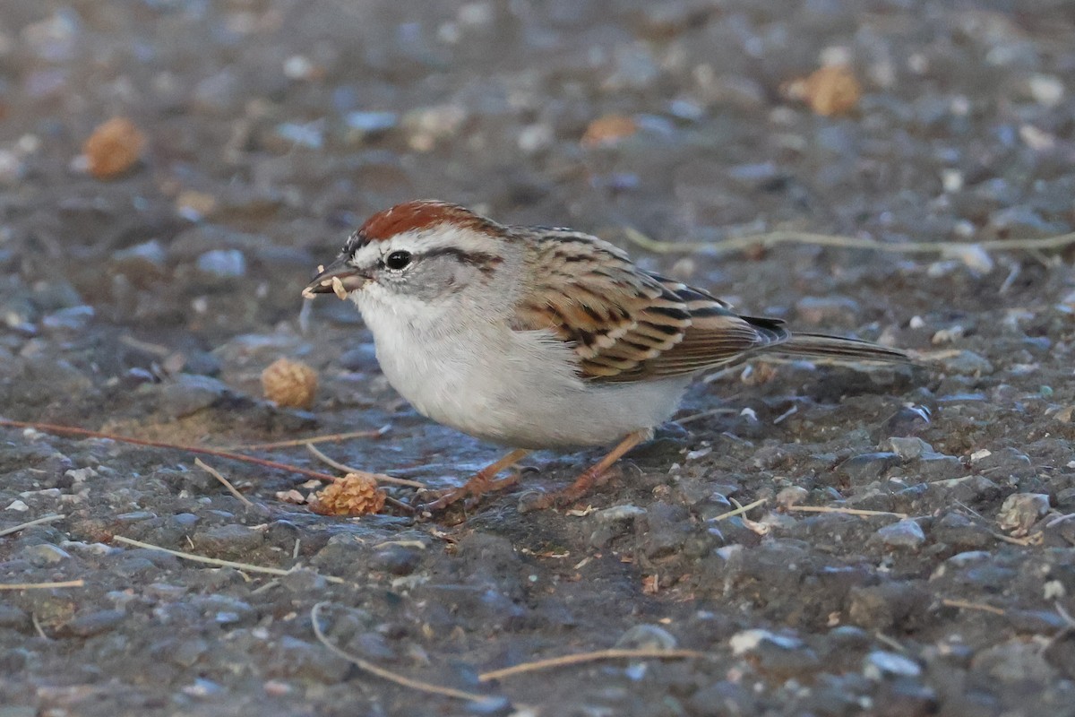 Chipping Sparrow - ML616574026