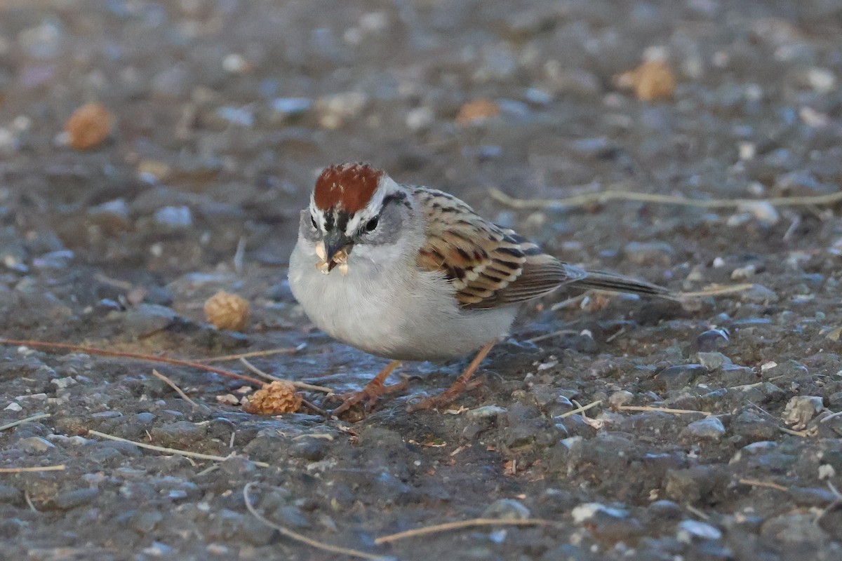 Chipping Sparrow - Eric Cameron