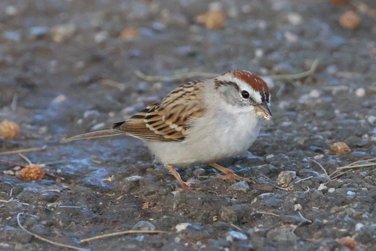 Chipping Sparrow - ML616574030